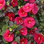 Hibiscus Mars Madness Rose Mallow
