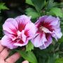 Hibiscus Purple Pillar&reg; Rose of Sharon