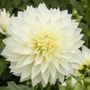 Dahlia Fleurel Bulb