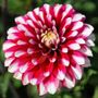 Dahlia Karma&reg; Yin Yang Bulb
