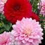 Dahlia Naomi&reg; and Prospero&reg; Mix Bulbs