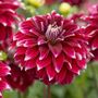 Dahlia Red Rock Bulb