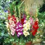 Gladiolus Glamini&reg; Mixed Bulbs