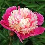 Paeonia Cora Stubbs