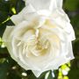 Cloud 10 Climbing Rose