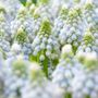 Muscari Ocean Magic Bulbs