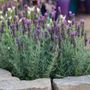 Lavandula Anouk
