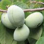 Asimina Susquehanna&reg; PawPaw