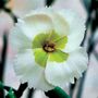 Dianthus American Pie&reg; Key Lime Pie