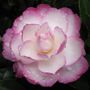 Camellia Leslie Ann