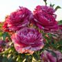 Show Your Stripes 36-Inch Tree Rose