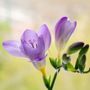 Freesia Blue Bayou Bulbs