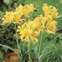 Lycoris aurea Yellow Spider Lily Bulbs
