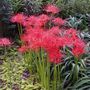 Lycoris radiata Red Spider Lily Bulb