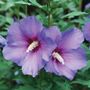 Hibiscus Paraplu Violet&reg; Rose of Sharon