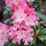 Rhododendron Dandy Man Color Wheel&reg;