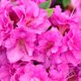 Rhododendron PERFECTO MUNDO&reg; Double Purple Azalea