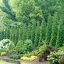 Thuja Full Speed A Hedge&reg;