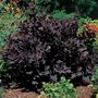 Cotinus Royal Purple