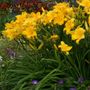 Hemerocallis Buttered Popcorn