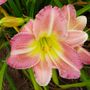 Hemerocallis Pink Tirzah