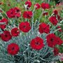 Dianthus AMERICAN PIE&reg; Cherry Pie