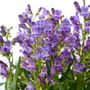 Penstemon Blue Rock Candy&reg;