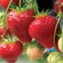 Fragaria Seascape Strawberry