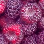 Rubus Royalty Raspberry