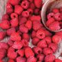 Rubus Latham Raspberry