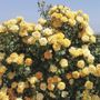 Cup of Gold Climbing Rose