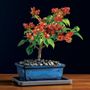 Bougainvillea Bonsai