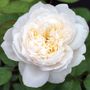 Bolero&trade; Floribunda Rose
