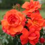 Sierra Lady&trade; Sunbelt&reg; Floribunda Rose