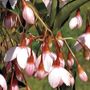 Marleys Pink&reg; Japanese Snowbell