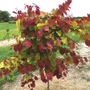 Cercis Flame Thrower&reg;