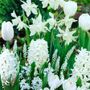 White Garden Bulb Collection