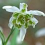 Galanthus Hippolyta Bulbs