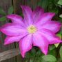 Clematis Kakio Pink Champagne
