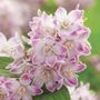 Deutzia Raspberry Sundae