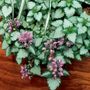 Lamium Orchid Frost Gold