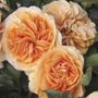 Double Easy Orange 24-Inch Patio Tree Rose