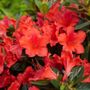 Rhododendron PERFECTO MUNDO&reg; Orange Azalea