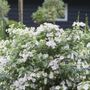 Hydrangea Fairytrail Bride&trade; Cascade&trade;