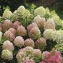Hydrangea Fire Light Tidbit&trade;