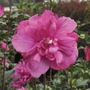 Hibiscus Magenta Chiffon&reg; Rose of Sharon