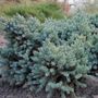 Juniperus Blue Star