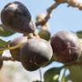 Ficus Neverella Fig