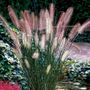 Pennisetum Hameln