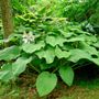 Hosta Behemoth